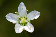 Sagina glabra